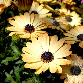 Osteospermum 'Yellow Apricot' 