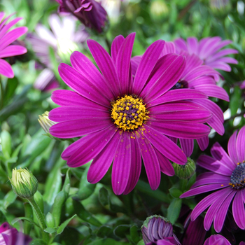 Osteospermum 'Sunadora® Hawaii' 