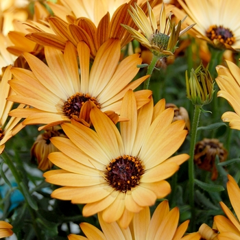 Osteospermum 'Sunadora® Marbella' 