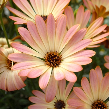 Osteospermum 'Sunadora® Palermo' 