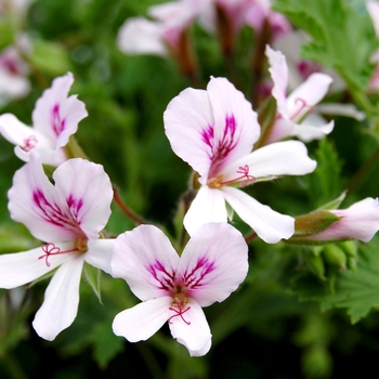 Pelargonium 'Bitter Lemon'