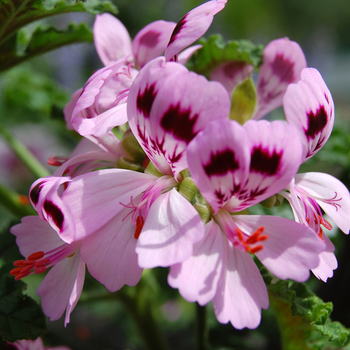 Pelargonium 'Lemon Fizz'