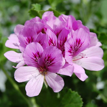 Pelargonium 'Torento' 