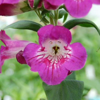 Penstemon 'Juicy Grape' 