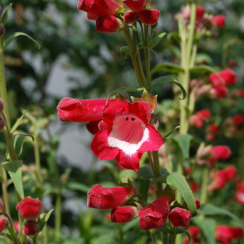 Penstemon 'Sweet Cherry' 