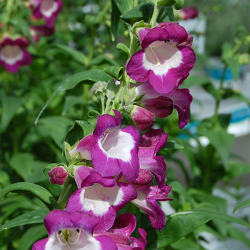 Penstemon 'Vanilla Plum' 