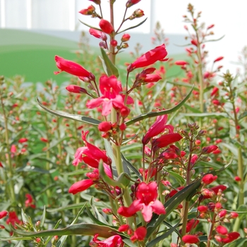 Penstemon schmidel 'Red Riding Hood' PP18950