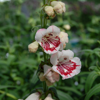 Penstemon 'Strawberry & Cream' 