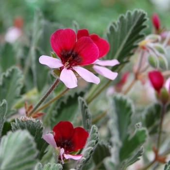 Pelargonium violareum 'Violetti' 