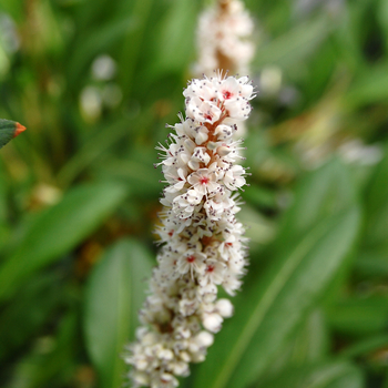 Persicaria affinis 'Darjeeling Red'