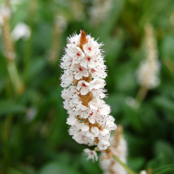 Persicaria affinis 'Darjeeling Red' 