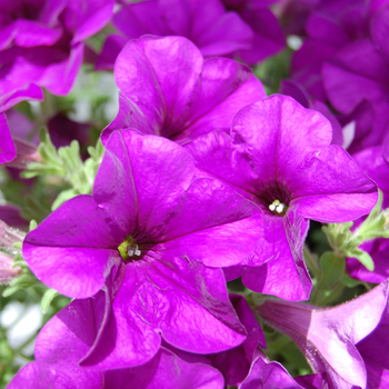 Petunia 'Glow™ Amethyst' 