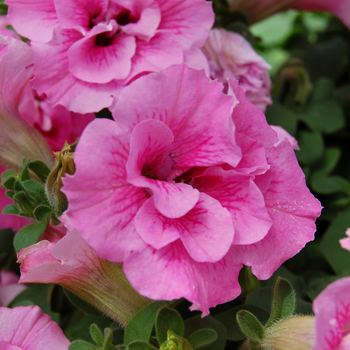 Petunia 'Glow™ Double Pink' 