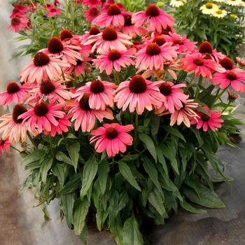 Petunia 'Glow™ Hot Pink' 