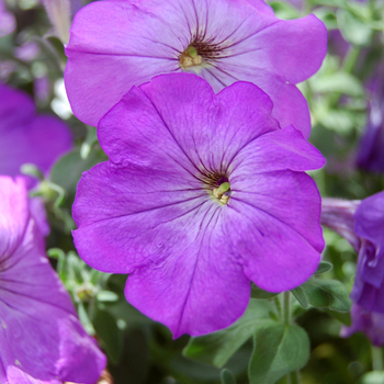 Petunia 'Glow™ Lavender Shades' 