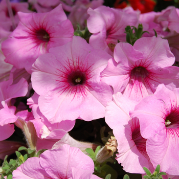 Petunia 'Melon Rose' 