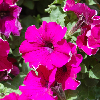 Petunia 'Glow™ Purple Picotee' 