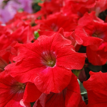 Petunia 'Glow™ Red' 