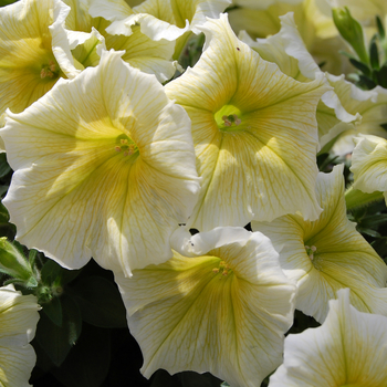 Petunia 'Glow™ Yellow' 