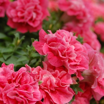 Petunia 'Happy Double Light Red' 