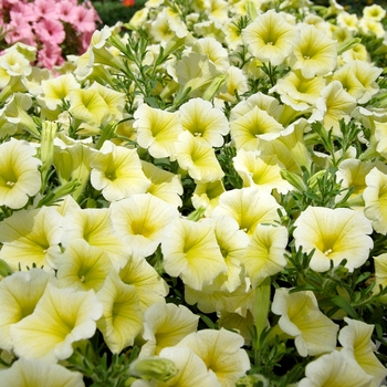 Petunia 'Happy Yellow' 