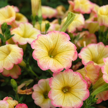 Petunia 'Happy Punch Banana' 