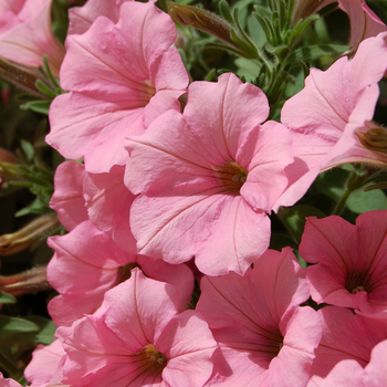 Petunia 'Happy Pastel Pink' 