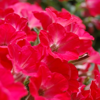 Petunia 'Happy Red Ice' 