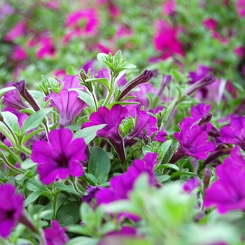 Petunia 'Mini-Me Blue' 