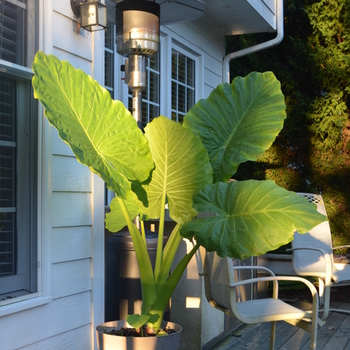 Alocasia macrorrhiza 'Odora'