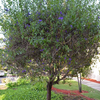 Solanum rantonnetii 'Royal Robe' 
