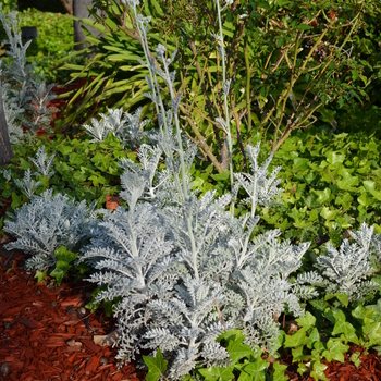 Senecio cineraria 