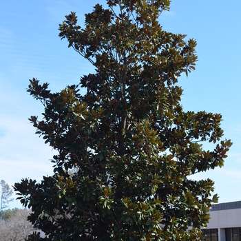 Magnolia grandiflora 'Monlia' 