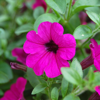 Petunia 'Mini-Me Purple' 