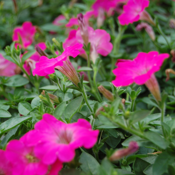 Petunia 'Mini-Me Rose' 