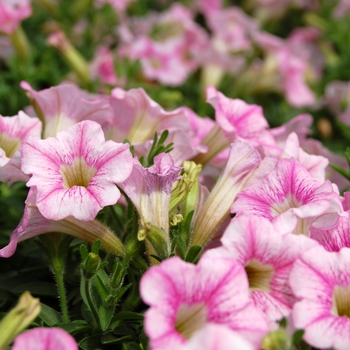 Petunia 'Mini-Me Soft Pink Vein' 