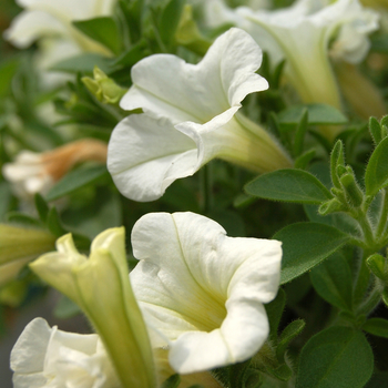 Petunia 'Mini-Me White' 