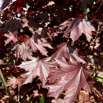 Acer platanoides 'Royal Red' 