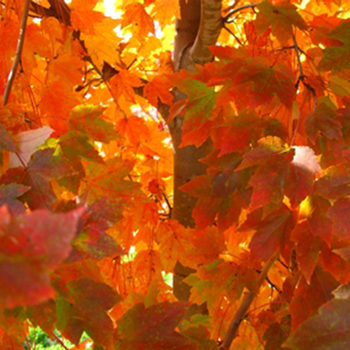 Acer rubrum 'October Glory'