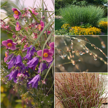 Panicum virgatum '' (054049)