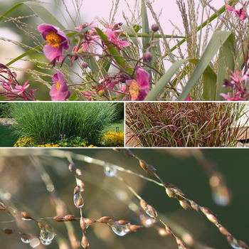 Panicum virgatum 