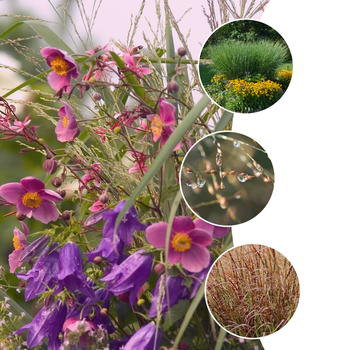 Panicum virgatum '' (054051)