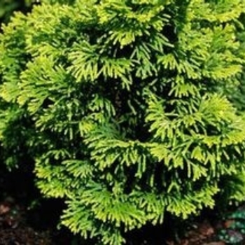 Chamaecyparis obtusa 'Sunspray' 