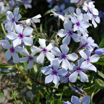 Phlox divaricata ssp. laphamii 'Chattahoochee' 