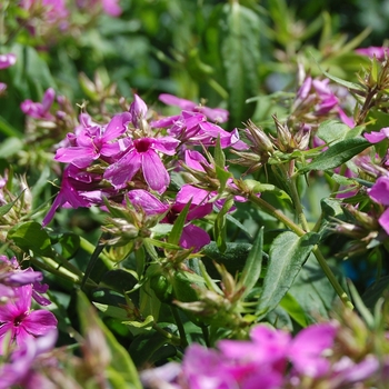 Phlox paniculata 'Early™ Start Velvet' 