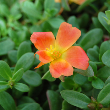 Portulaca 'WakeUp Orange'
