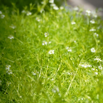 Sagina subulata 'Lime Moss'