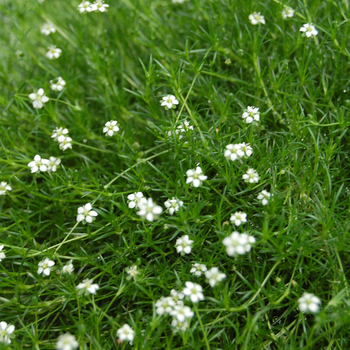 Sagina subulata 'Green Moss' 