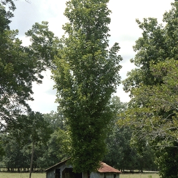 Acer saccharum 'Reba' 