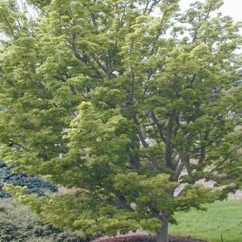 Acer palmatum 'Ojishi' 